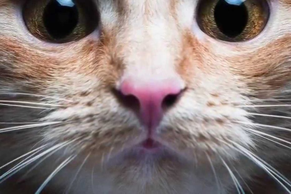 Todo lo que necesitas saber sobre el crecimiento de los bigotes de tu gato 1 Todo lo que necesitas saber sobre el crecimiento de los bigotes de tu gato