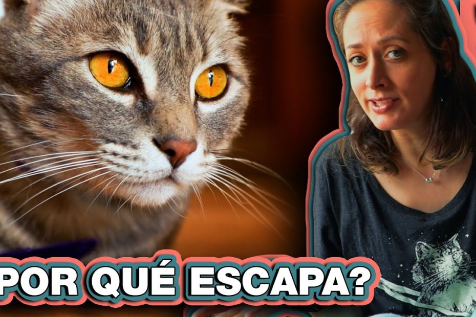 Programas de castración gratuita para gatos en Montevideo: Lugares y ONGs que ofrecen este servicio