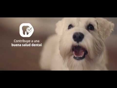 Descubre la raza del perro del anuncio de Última: Identificación completa