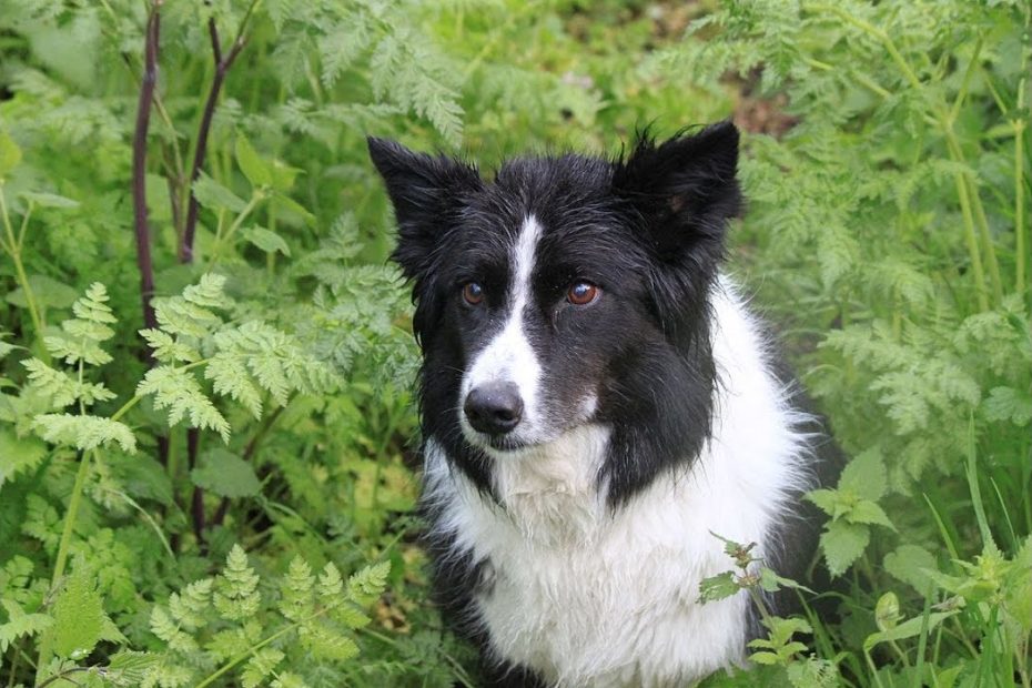 El perro pastor: protector y cuidador del rebaño ovino