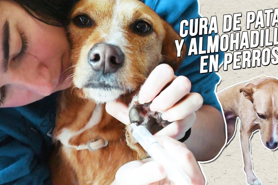 Protege las almohadillas de tu perro: Remedios naturales, prevención de lesiones, cuidados en invierno y opciones de calzado