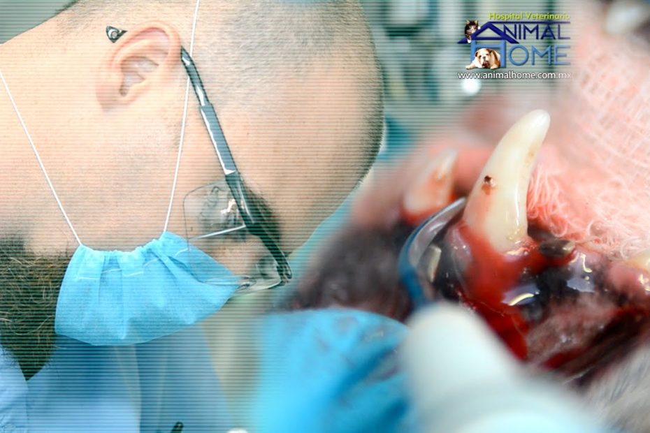 Limpieza dental para perros: signos, prevención y costos 1 Limpieza dental para perros: signos, prevención y costos
