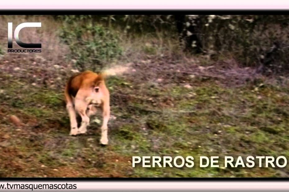 Los mejores perros de rastro para diferentes necesidades