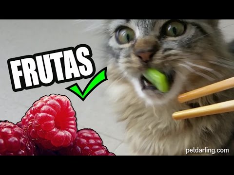 Frutas y verduras para gatos: lo que debes saber