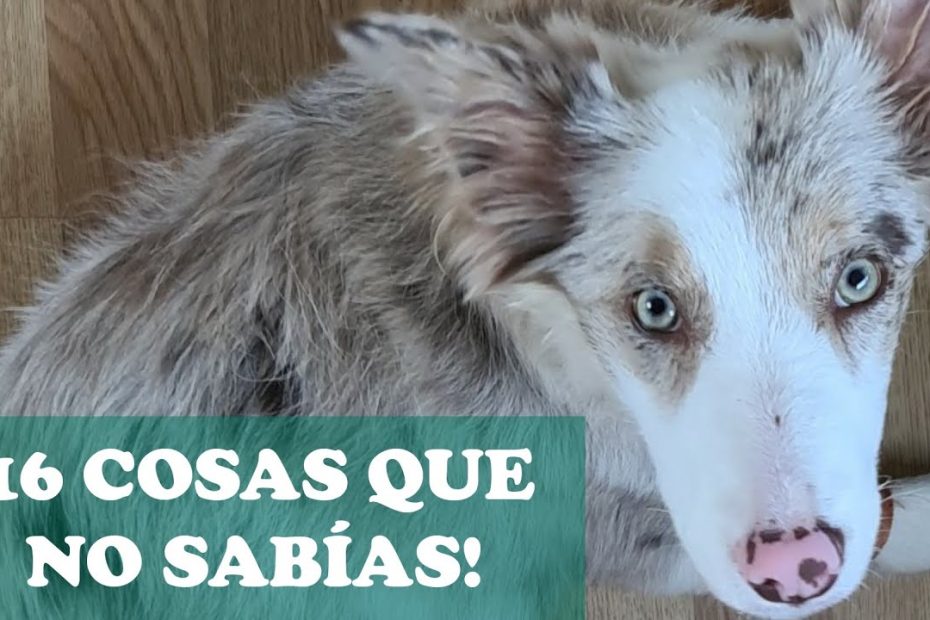 Guía completa para cuidar a tu Border Collie: Juguetes, alimentos, accesorios y entrenamiento 1 Guía completa para cuidar a tu Border Collie: Juguetes, alimentos, accesorios y entrenamiento