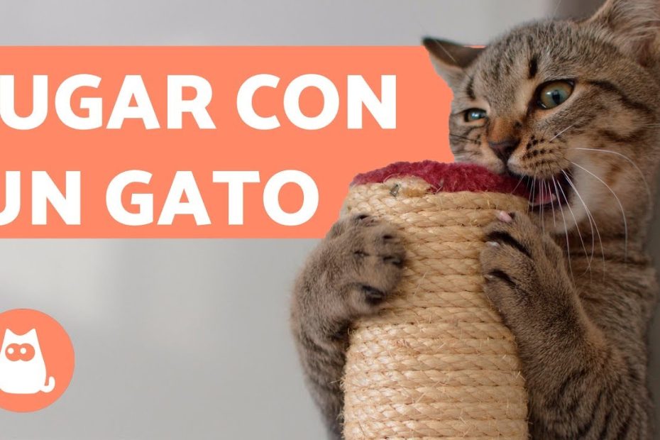 Juegos y juguetes para gatos: cómo mantenerlos entretenidos y felices
