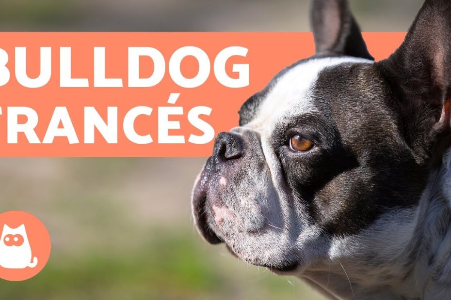 Guía completa sobre el Bulldog Francés: Origen, personalidad, cuidados y salud
