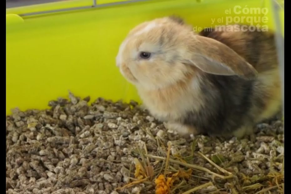 Adopción de conejos en Chile: Guía completa de opciones