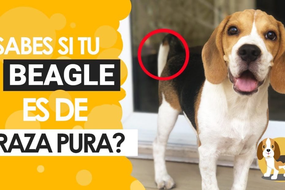 Todo lo que debes saber sobre el perro Beagle: características físicas, personalidad y consejos de identificación