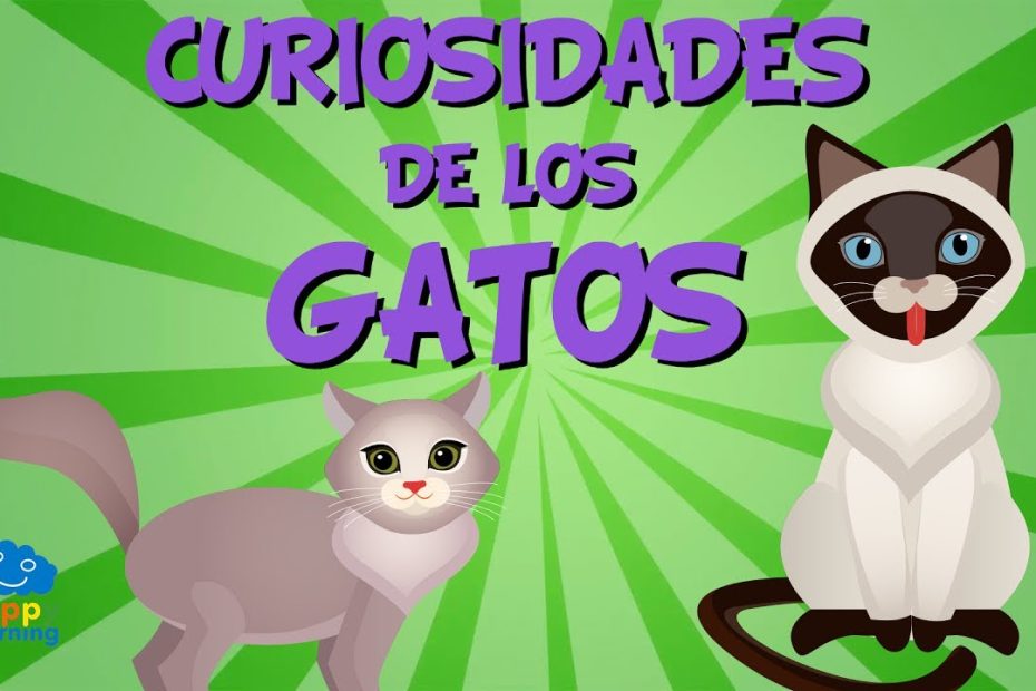 Los nombres de la cría del gato en distintas culturas