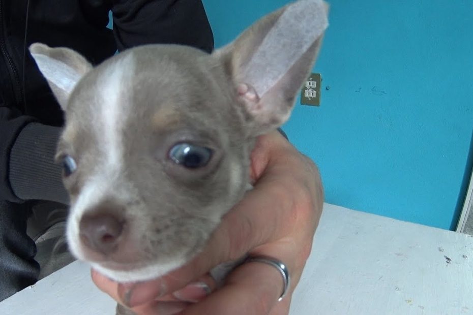 Cómo cuidar la salud auditiva de tu chihuahua: Remedios, limpieza, prevención y consejos