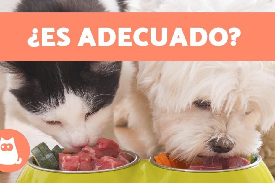 Comida de perro y gatos: riesgos y efectos a largo plazo