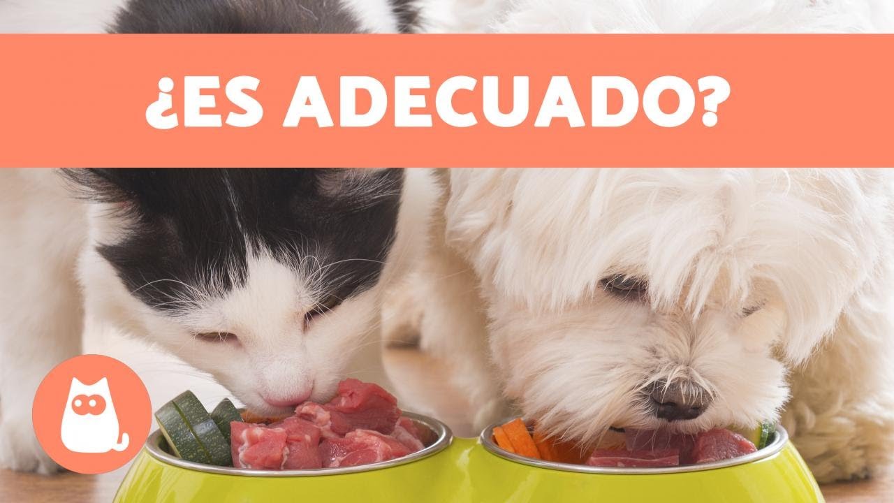 ¿Qué Pasa Si Le Doy Comida De Perro?