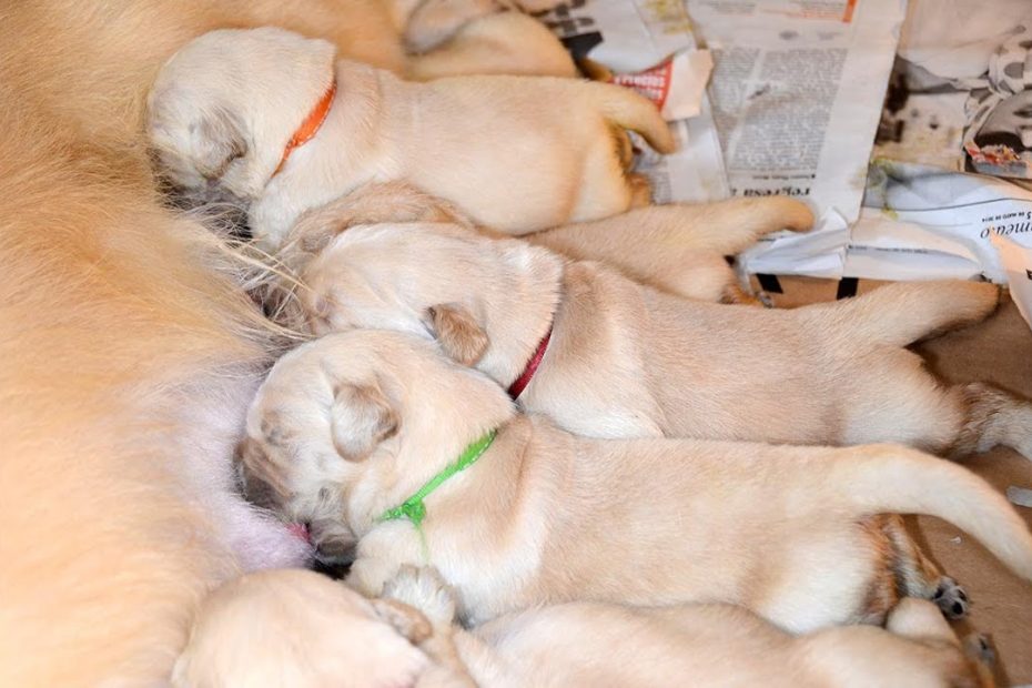 Consejos para tocar a un cachorro de forma segura