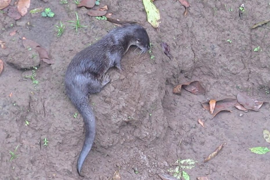 Todo lo que necesitas saber sobre el perro de agua