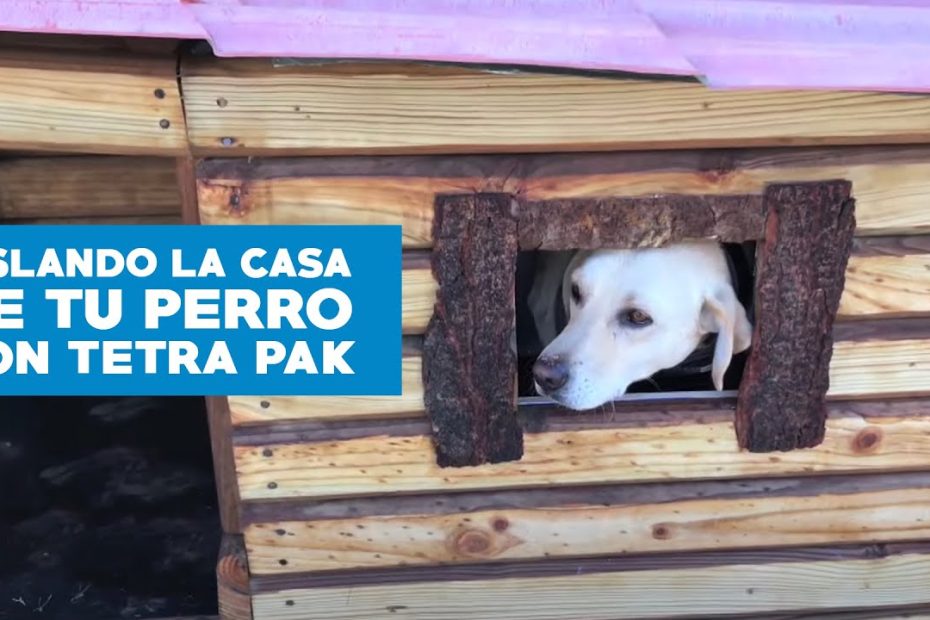 Consejos para mantener a tu perro caliente en invierno