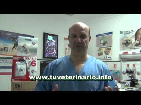 Guía de alimentación para gatitos de 4 meses: alimentos recomendados y prohibidos