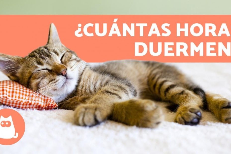 La importancia del sueño en los gatitos de 2 meses: horas necesarias para un crecimiento saludable y energía diaria