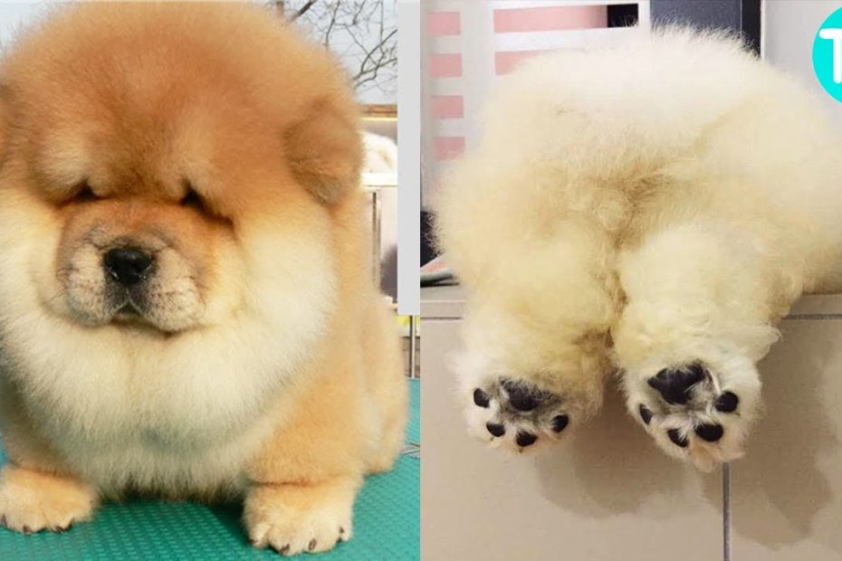 Todo lo que necesitas saber sobre el tamaño del perro Corgi