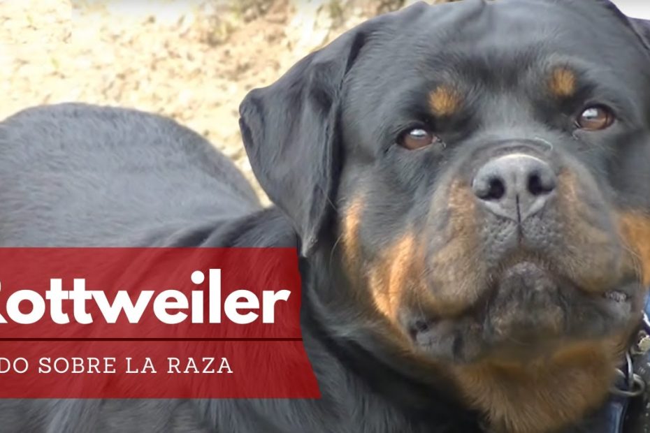 Medidas y peso de la raza Rottweiler: todo lo que necesitas saber