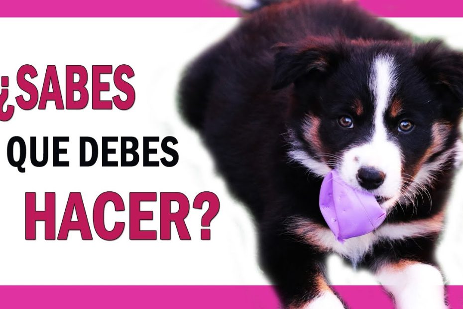 Consejos para educar a tu cachorro de 2 meses: Necesidades, Juego, Alimentación y Sueño