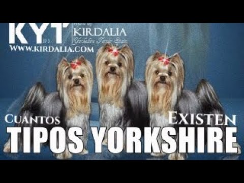 Todo lo que necesitas saber sobre los Yorkshire: tipos, características y cuidados