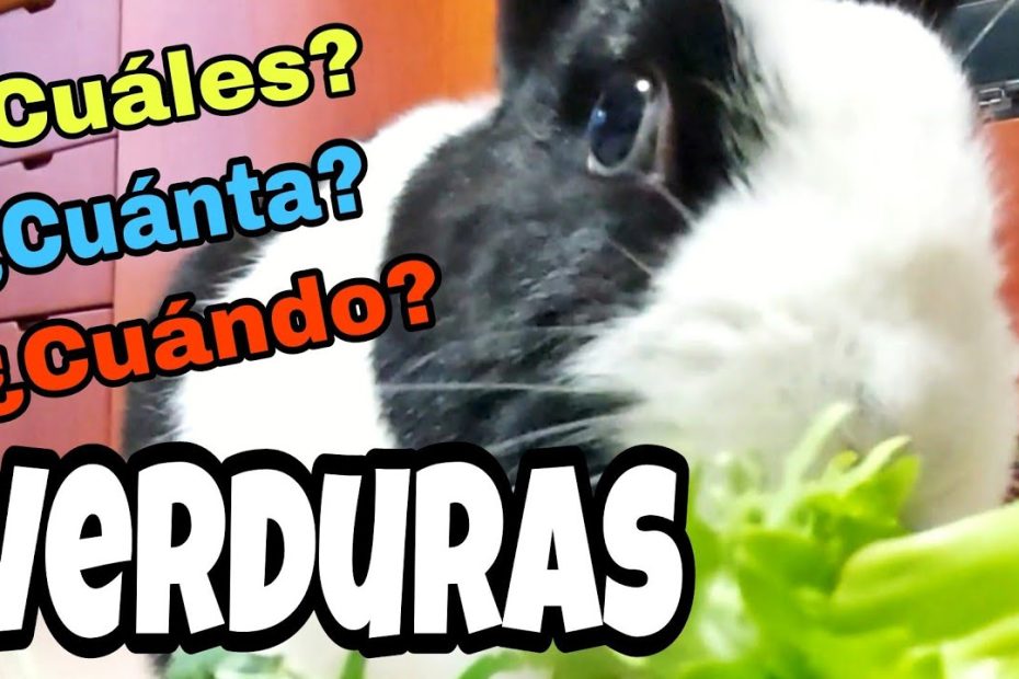 Guía completa de alimentación para conejos: Frutas y verduras seguras y tóxicas