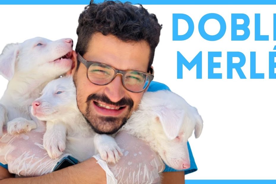 Todo lo que necesitas saber sobre perros doble merle: identificación, salud y prevención