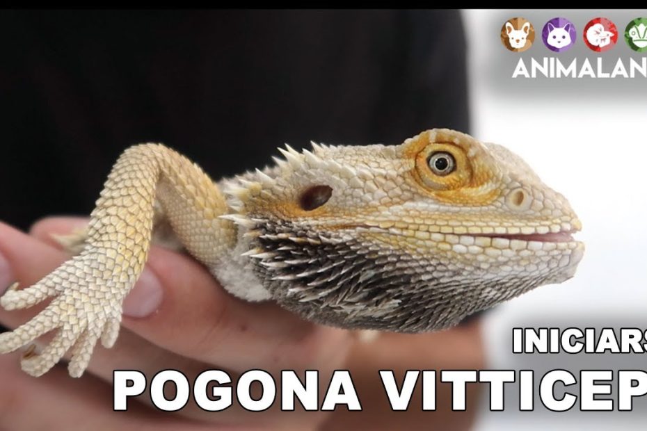 Guía completa para comprar y cuidar un dragón barbudo en España 1 Guía completa para comprar y cuidar un dragón barbudo en España