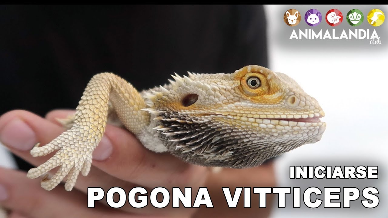 ¿Quieres Un Nuevo Compañero Peludo? Descubre