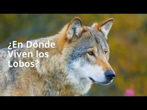 Dónde habita y cómo se adapta el perro lobo en cautiverio