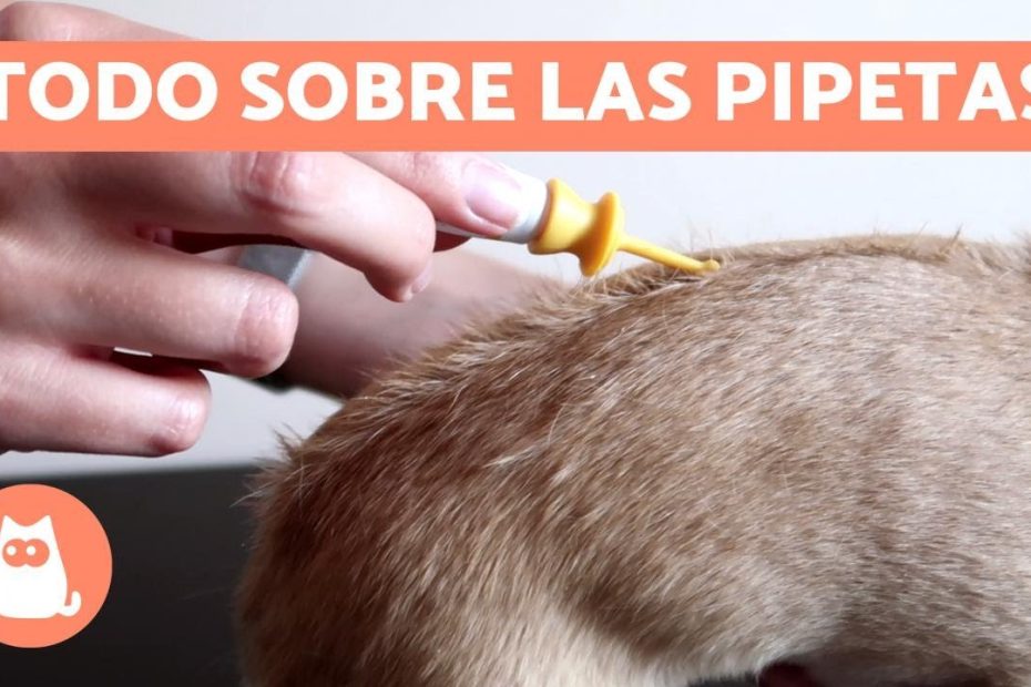 Pipetas para perros: riesgos y medidas de prevención