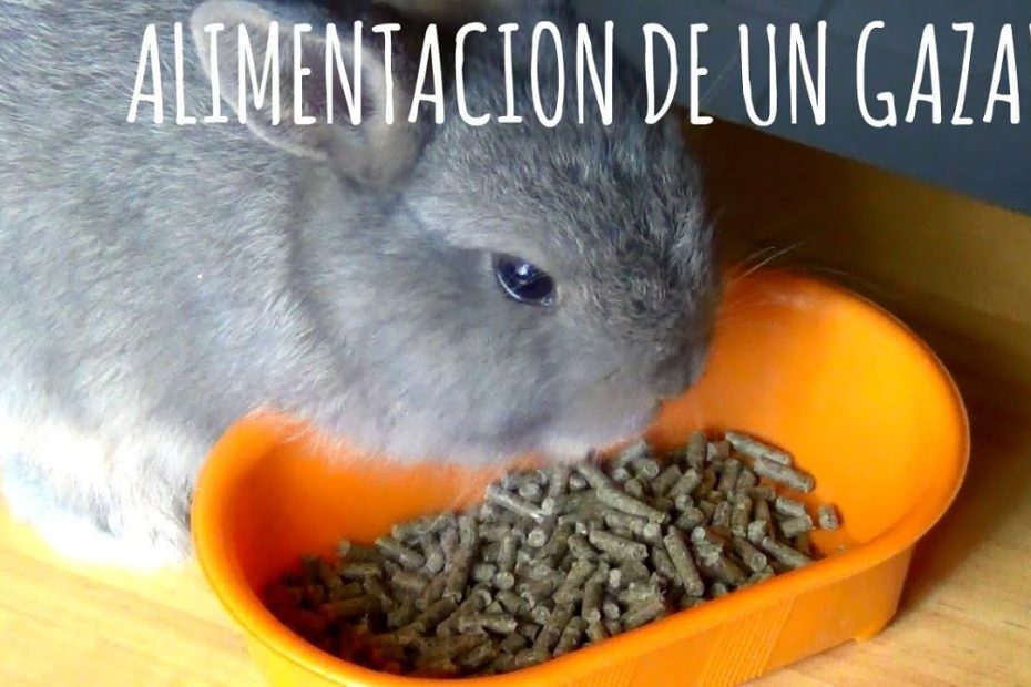 Guía de alimentación para conejos bebés de un mes: Consejos y recomendaciones