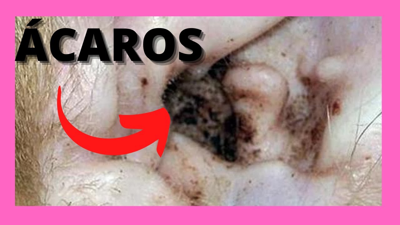 Descubre Cómo Eliminar Los Molestos ácaros De Las Orejas De Tu Gato De