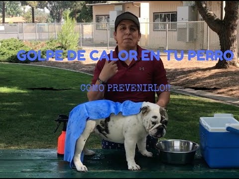 Refrescando a tu bulldog en verano: Consejos, Alimentos, Paseos y Precauciones 1 Refrescando a tu bulldog en verano: Consejos, Alimentos, Paseos y Precauciones