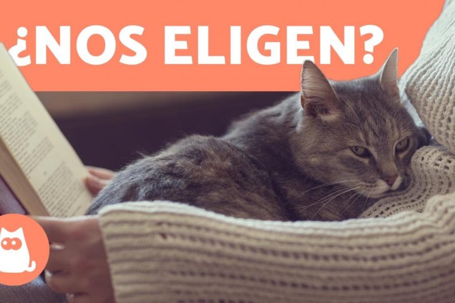 La relación entre los gatos y sus dueños: mitos y realidades