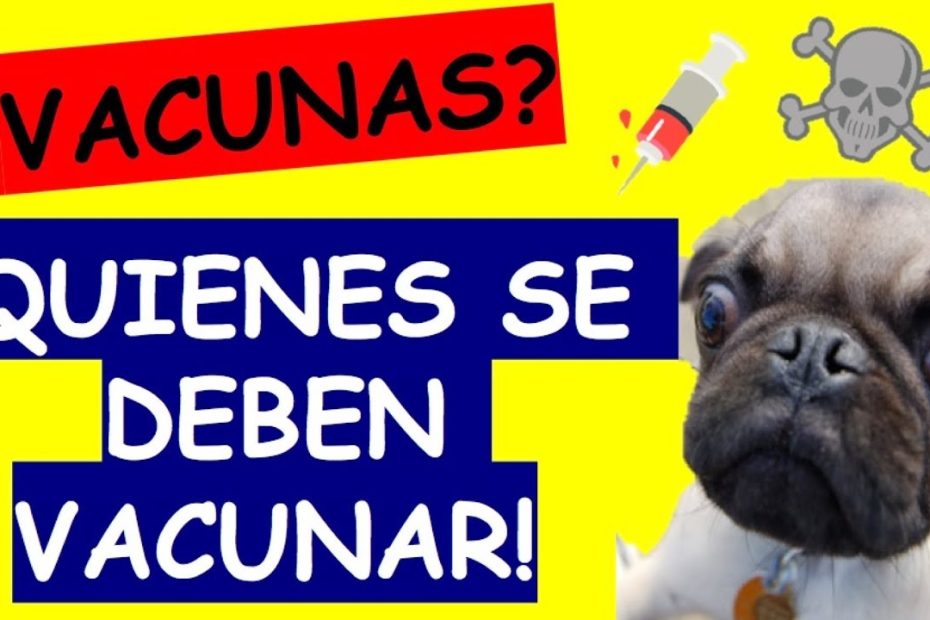Vacunación para cachorros: Todo lo que necesitas saber