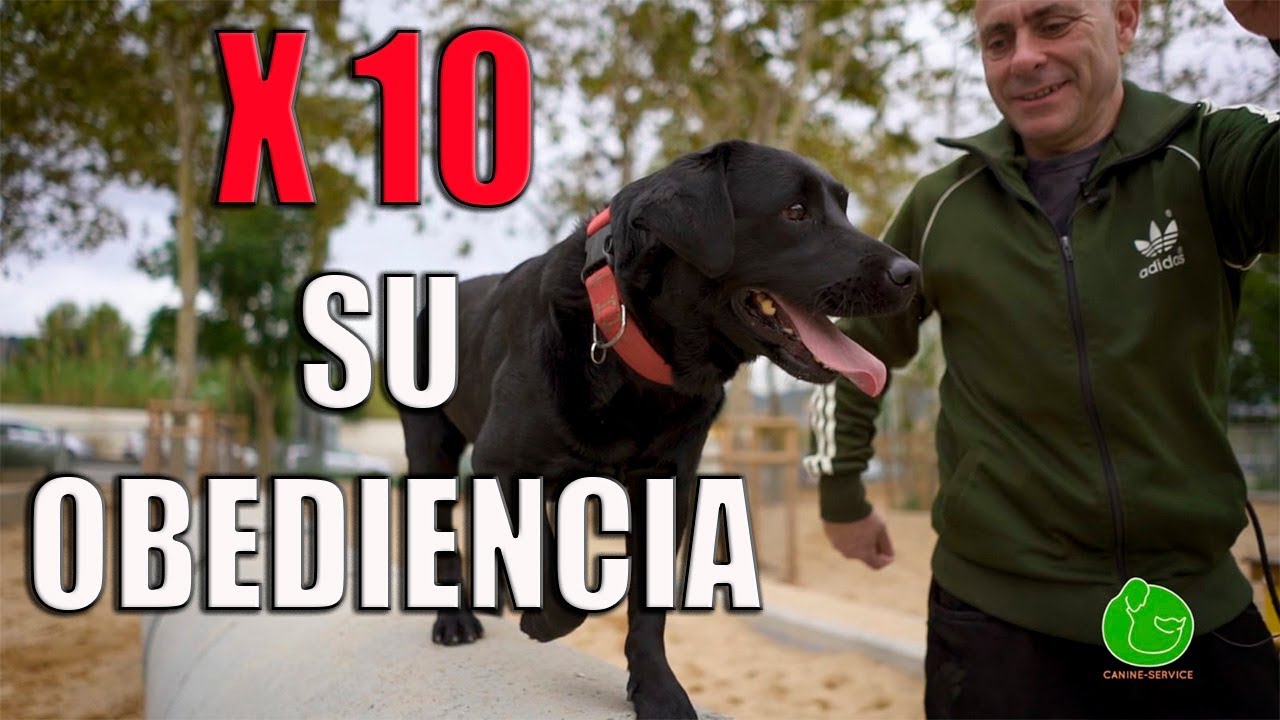 Cómo Hacer Para Que Tu Perro Te Obedezca