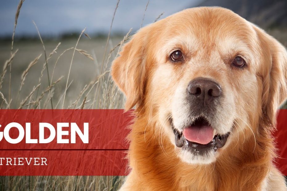 El color del golden retriever: Orígenes, tonalidades y su impacto en la salud