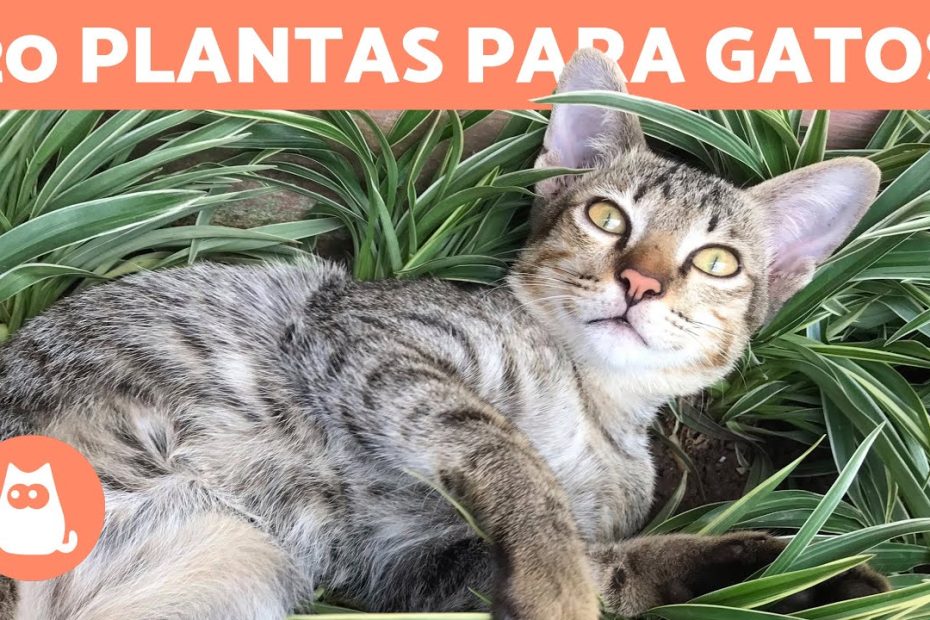 Hierbas seguras y efectivas para la salud de tu gato