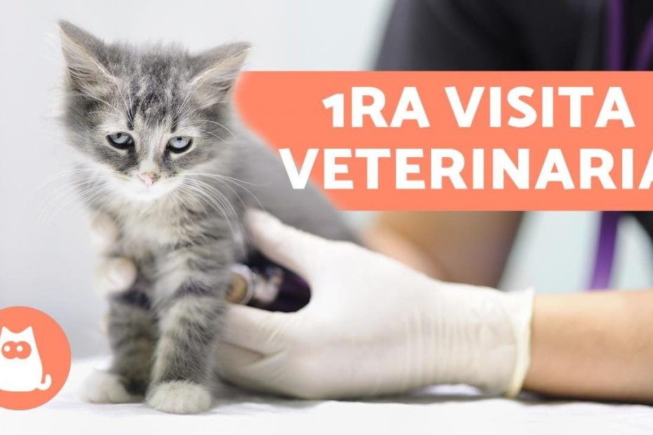 Costos del veterinario para gatos: Guía de presupuesto y prevención