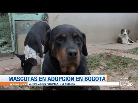 Guía completa para adoptar un cachorro en Cartagena