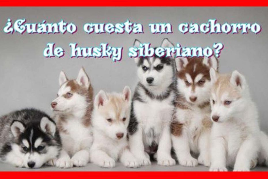 Todo lo que necesitas saber sobre los perros Husky Siberiano: precio, cuidados y opciones de adopción