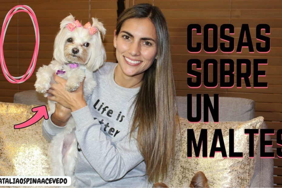 Guía de crecimiento y cuidado para tu Bichón Maltés