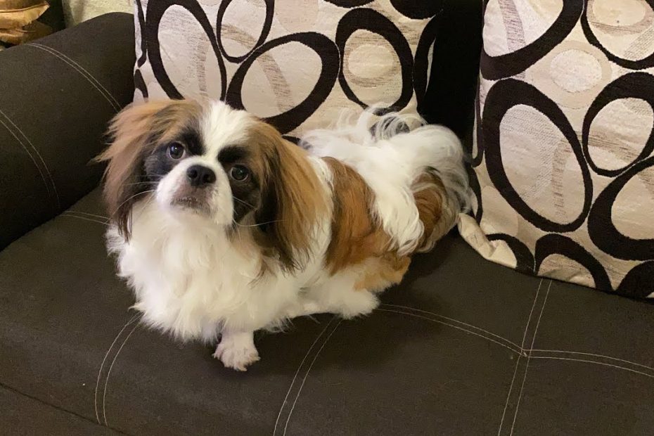 Guía para cargar a tu perro pequeño de forma segura y efectiva 1 Guía para cargar a tu perro pequeño de forma segura y efectiva