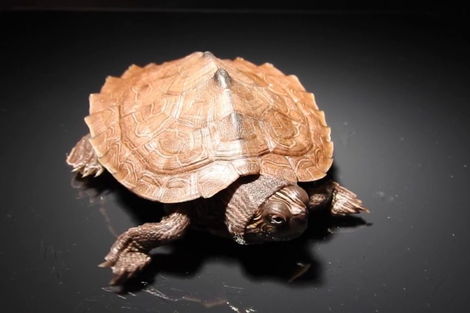 Guía completa de uso de antibióticos en tortugas: tipos, tratamiento y precauciones
