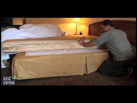 Cómo eliminar las pulgas de tu cama y prevenir futuras infestaciones