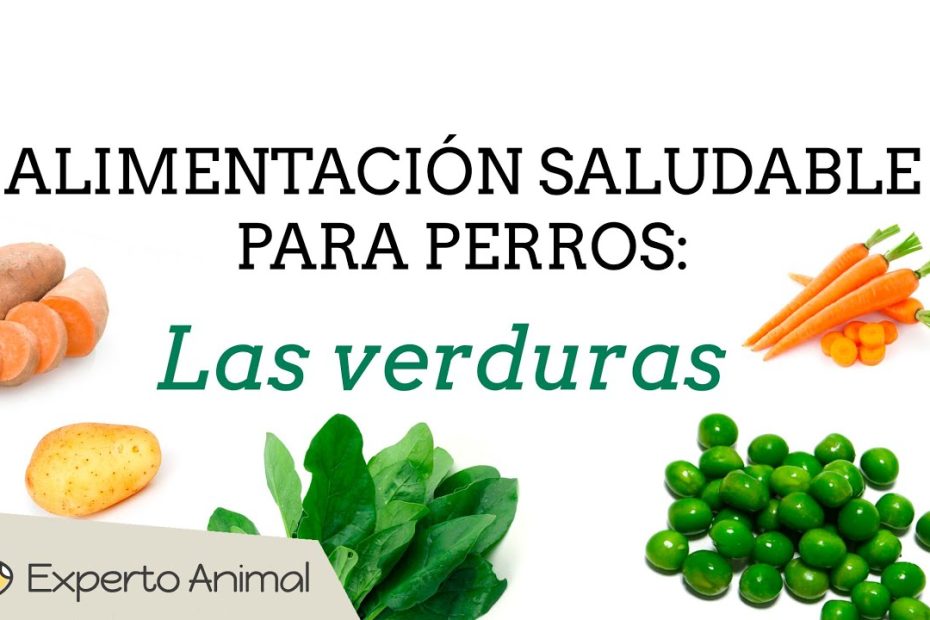 Guía completa de verduras para perros: beneficios, preparación y formas de incorporarlas en su dieta 1 Guía completa de verduras para perros: beneficios, preparación y formas de incorporarlas en su dieta