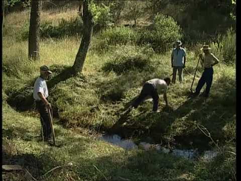 Puentes de madera: características, usos, ventajas, historia y construcción