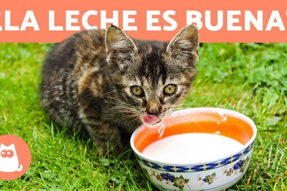 ¿Qué leche puede tomar un gato?